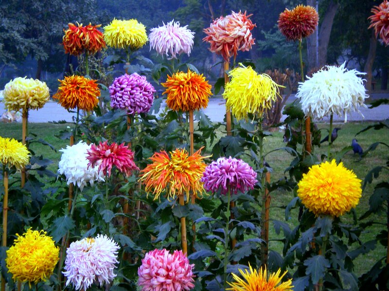 Colorful Chrysanthemum Flowers — Yellow, Calm