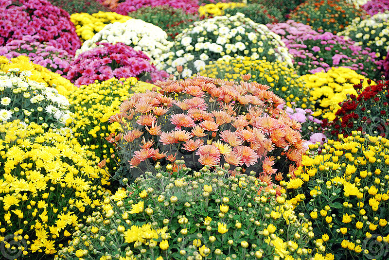 Colorful Chrysanthemum Flowers — Yellow
