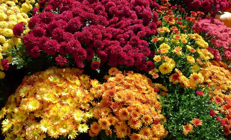 Colorful Chrysanthemum Flowers — Yellow, Vibrant