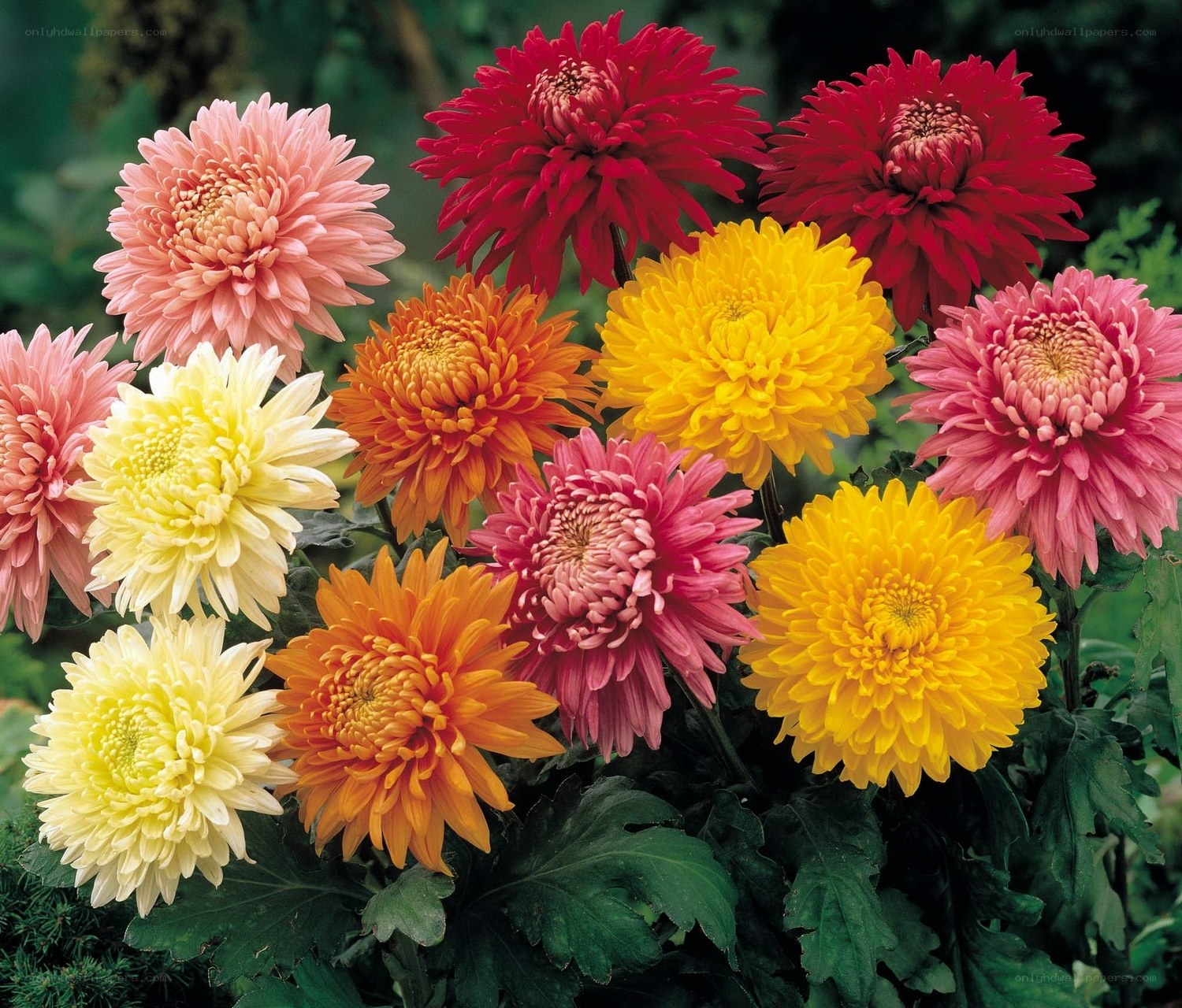 Colorful chrysanthemum flowers
