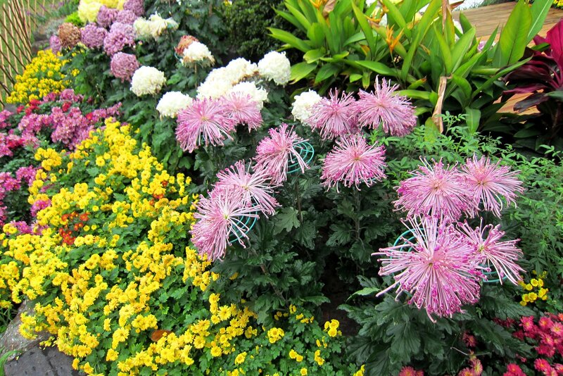 Colorful Chrysanthemum Garden