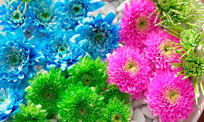 Colorful Chrysanthemums — Blue