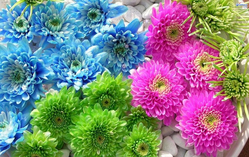 Colorful Chrysanthemums — Blue, Vibrant