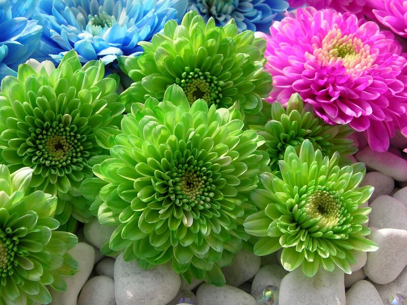 Colorful Chrysanthemums — Green