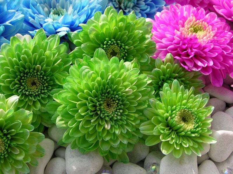 Colorful Chrysanthemums — Green, Vibrant