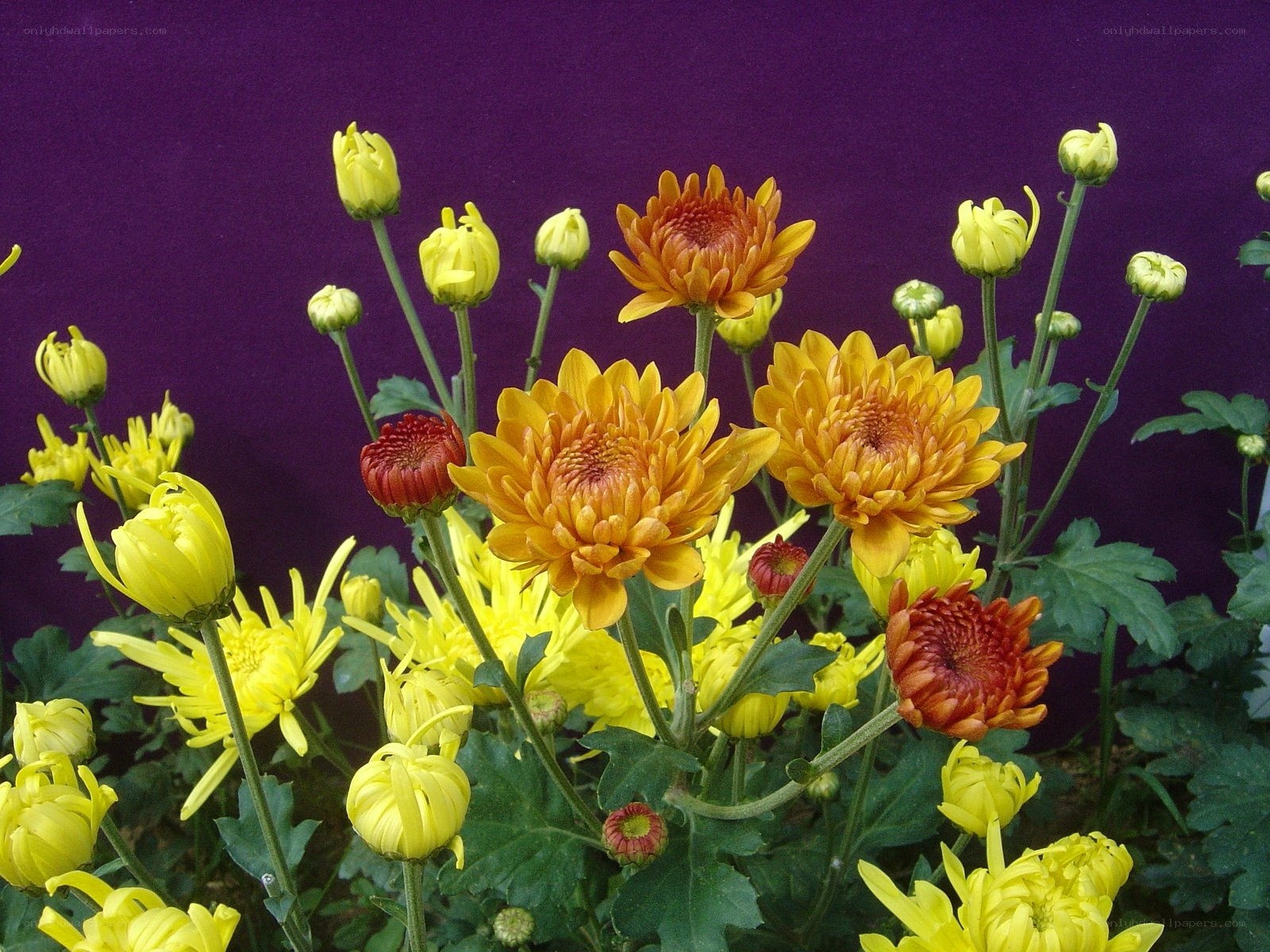 Colorful chrysanthemums in bloom