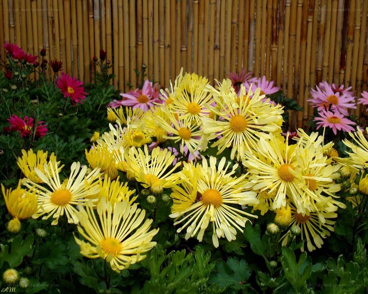 Colorful chrysanthemums in garden