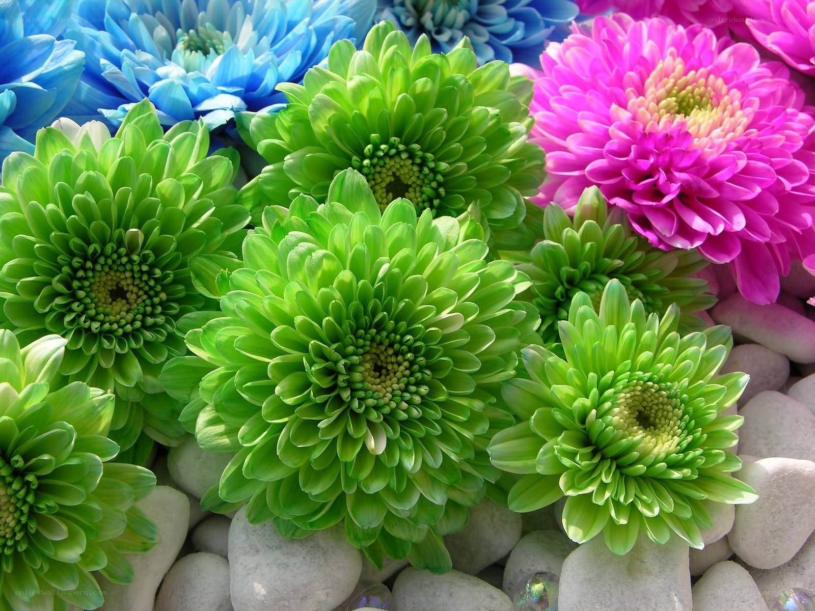 Colorful chrysanthemums on pebbles