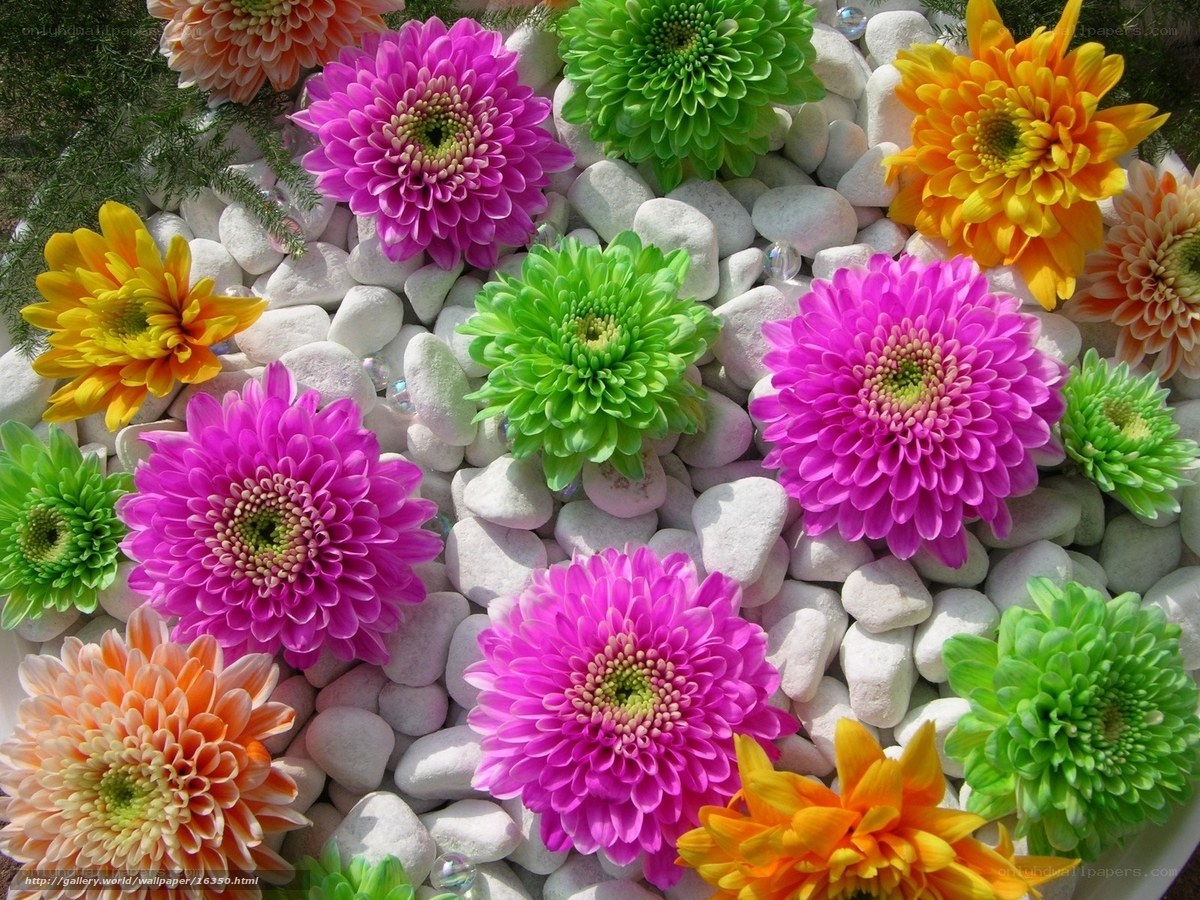 Colorful chrysanthemums on pebbles