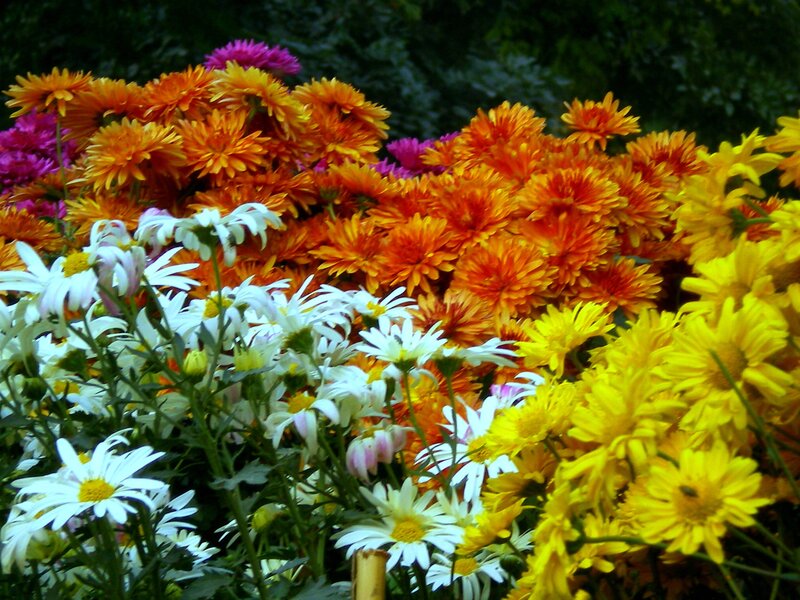 Colorful Chrysanthemums — Orange