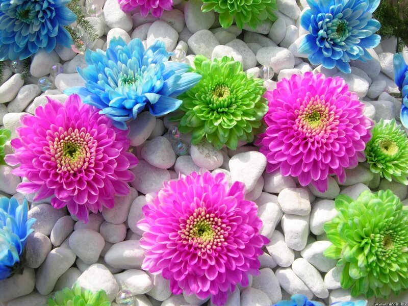 Colorful Chrysanthemums — Pink, Calm