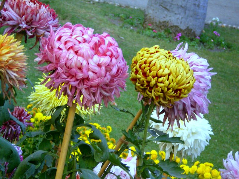 Colorful Chrysanthemums — Pink