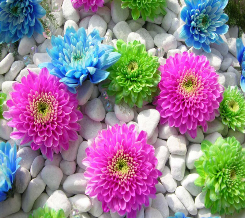 Colorful Chrysanthemums — Pink, Vibrant, Afternoon, Photograph, Rocks