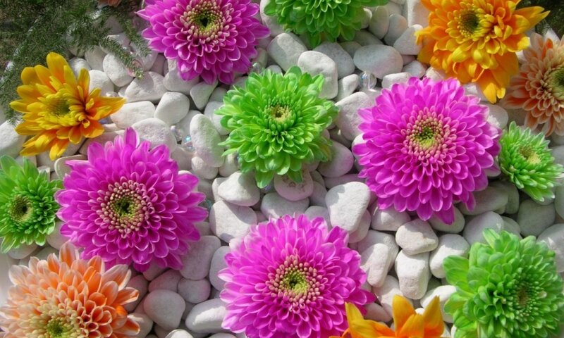 Colorful Chrysanthemums — Pink, Vibrant, Afternoon, Photograph