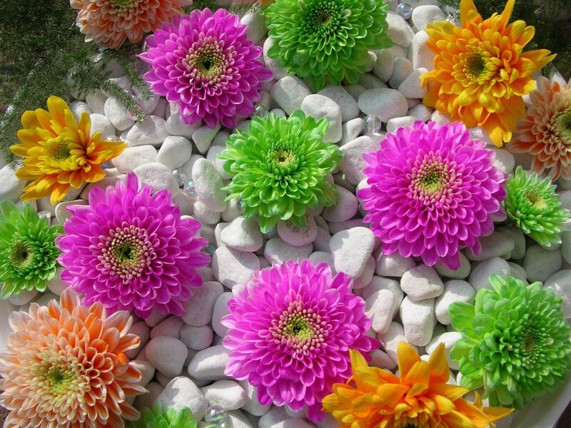 Colorful Chrysanthemums — Pink, Vibrant, Afternoon
