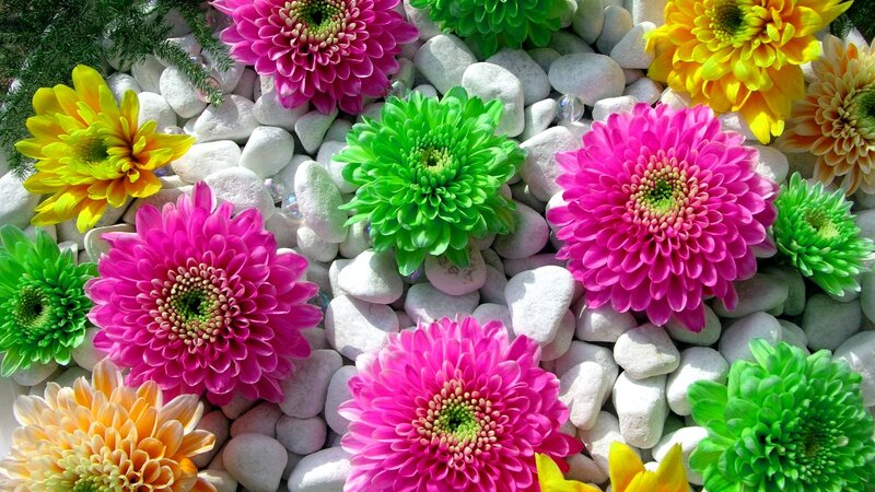 Colorful Chrysanthemums — Pink, Vibrant, Photograph, Flowers