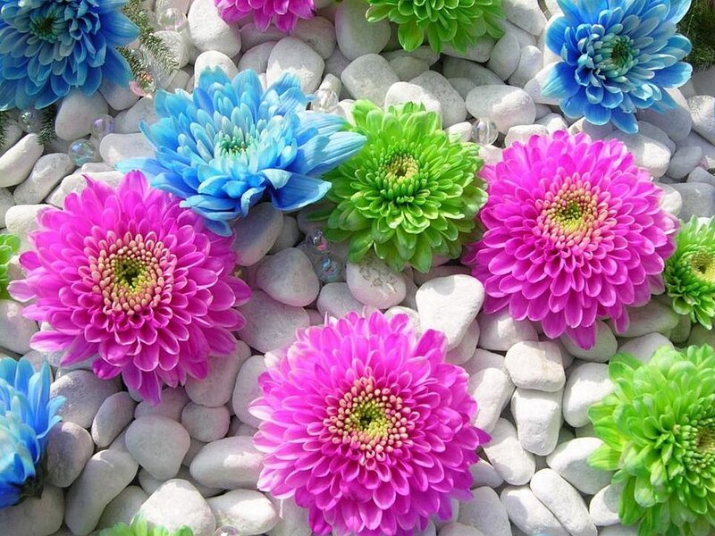 Colorful Chrysanthemums — Pink, Vibrant, Photograph