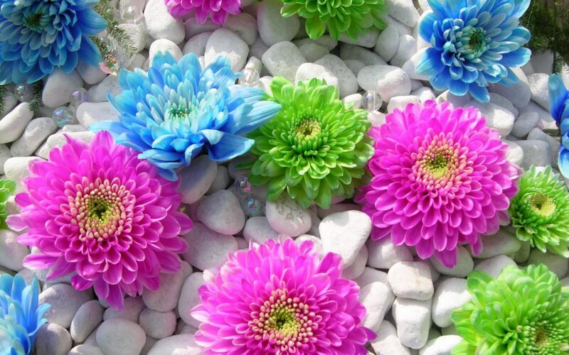 Colorful Chrysanthemums — Pink, Vibrant