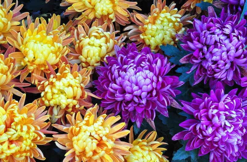 Colorful Chrysanthemums — Purple, Vibrant