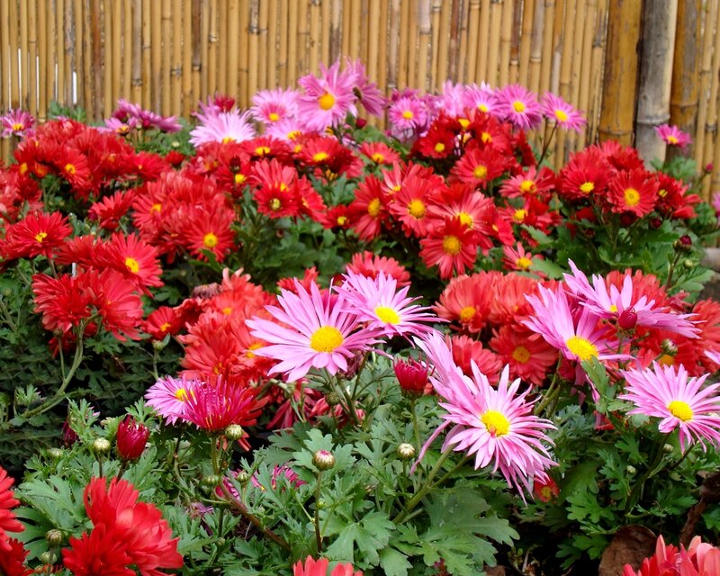 Colorful Chrysanthemums — Red