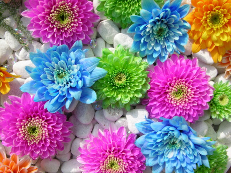 Colorful Chrysanthemums