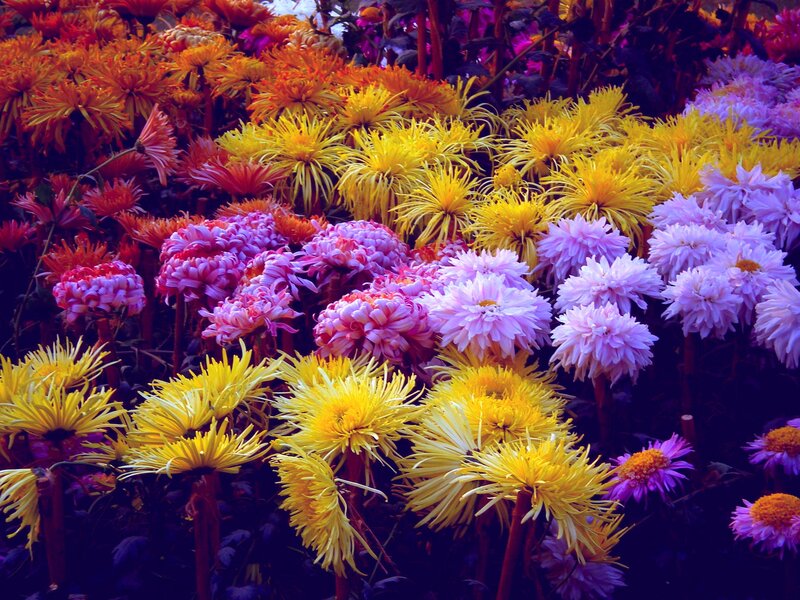 Colorful Chrysanthemums — Yellow