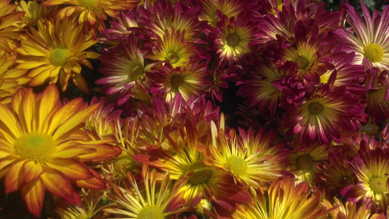 Colorful Chrysanthemums — Yellow, Vibrant, Afternoon