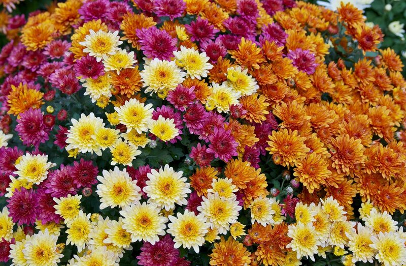 Colorful Chrysanthemums — Yellow, Vibrant, Autumn, Photograph