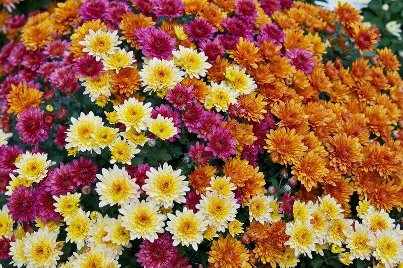 Colorful Chrysanthemums — Yellow, Vibrant, Autumn