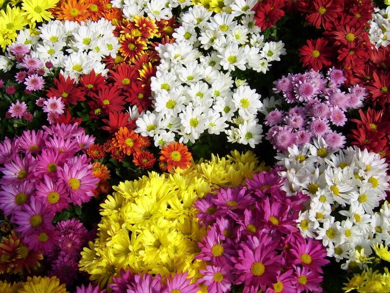 Colorful Chrysanthemums — Yellow, Vibrant, Photograph
