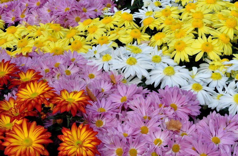 Colorful Chrysanthemums — Yellow, Vibrant, Spring