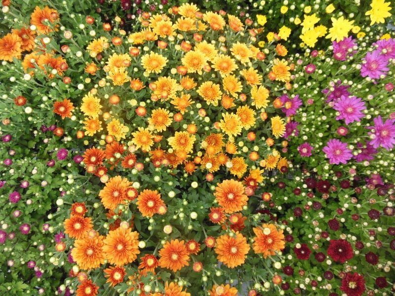 Colorful Chrysanthemums — Yellow, Vibrant, Summer