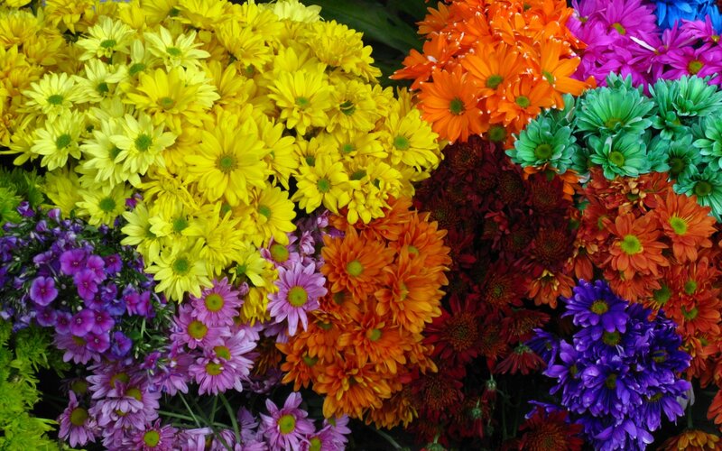 Colorful Chrysanthemums — Yellow, Vibrant
