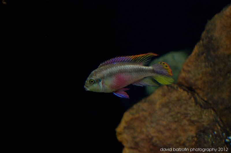 Colorful Cichlid Fish — Black