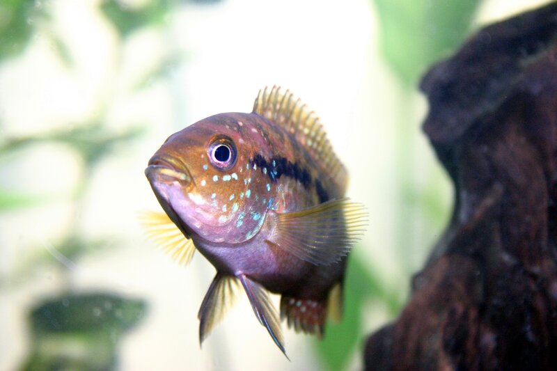colorful cichlid fish in aquarium