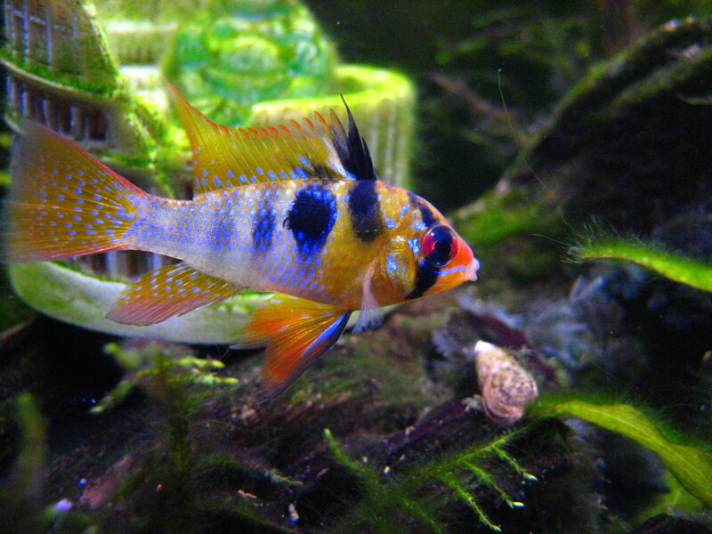 colorful cichlid fish in aquarium