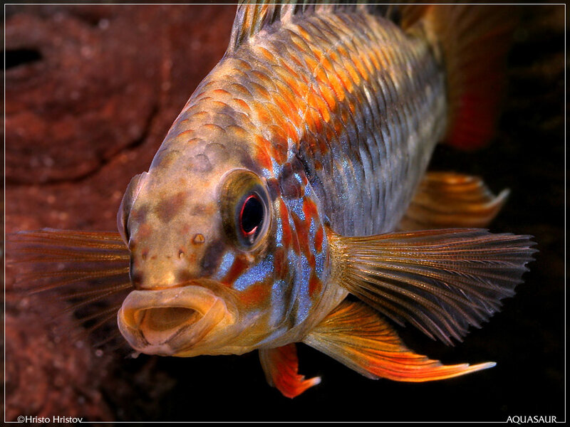 Colorful Cichlid Fish