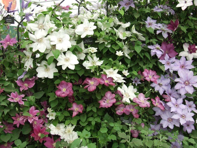 Colorful clematis flowers in bloom