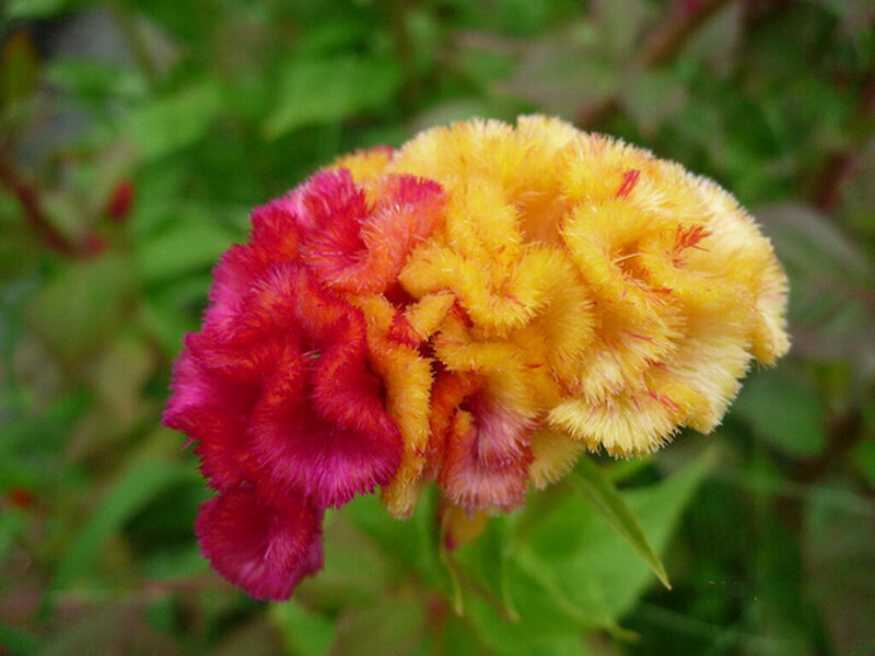Colorful Cockscomb Flower