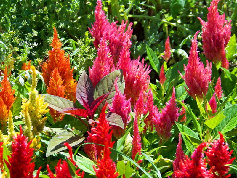 Colorful Cockscomb Flowers — Red