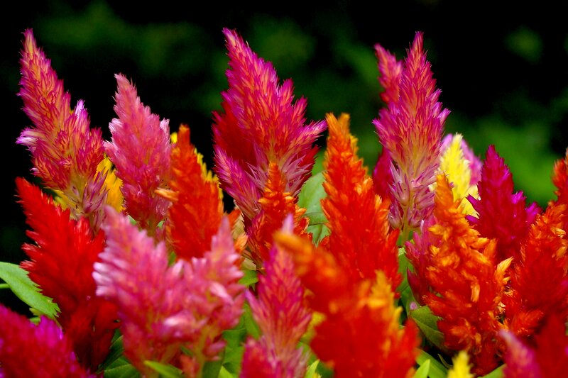 Colorful Cockscomb Flowers — Red, Vibrant