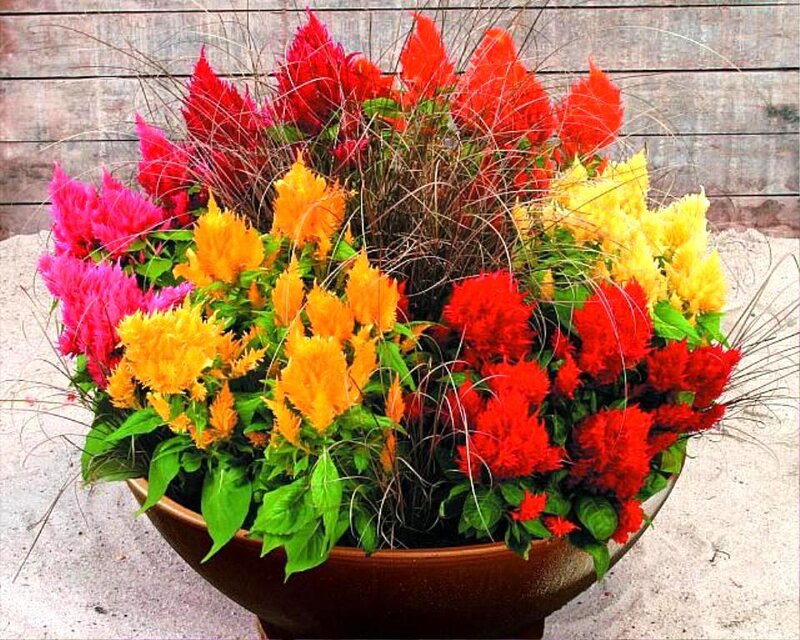 Colorful Cockscomb Flowers