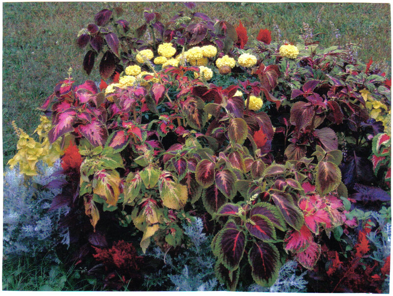 colorful coleus garden display