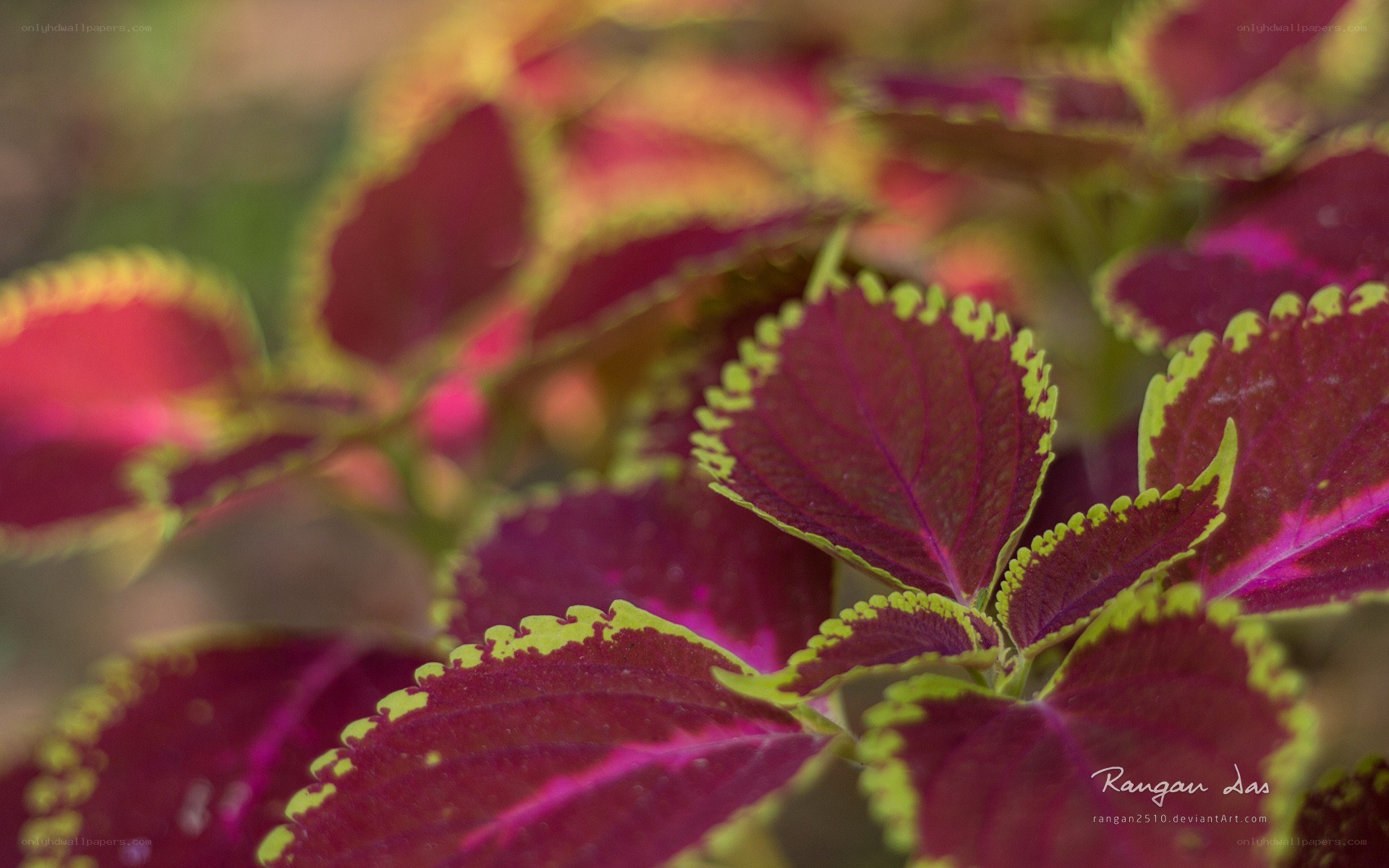 Colorful Coleus Leaves
