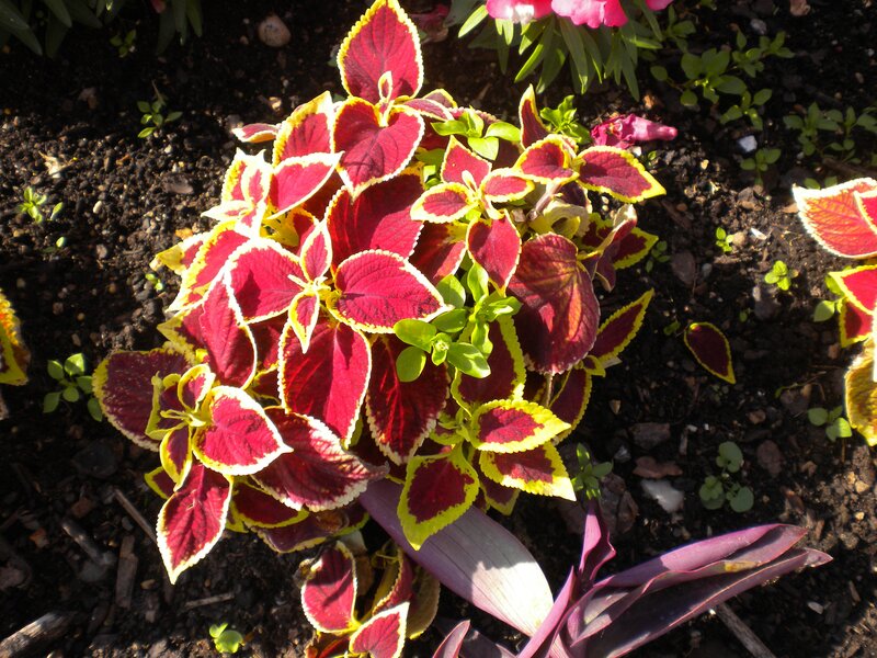 colorful coleus plant in garden