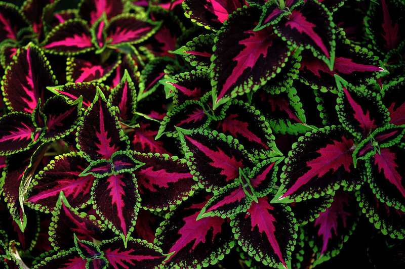 Colorful coleus plant leaves