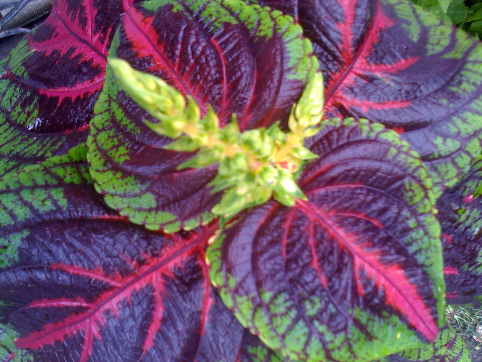 colorful coleus plant
