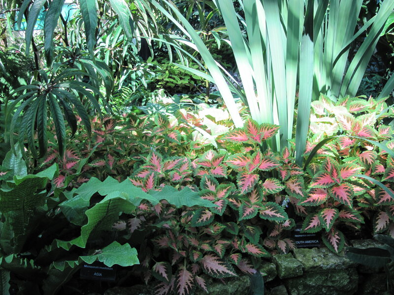 Colorful Coleus Plants — Green