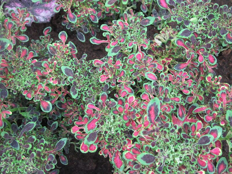 Colorful Coleus Plants — Green, Vibrant
