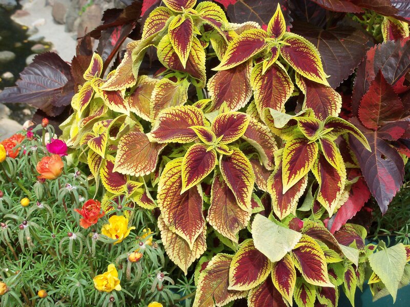 Colorful coleus plants in garden